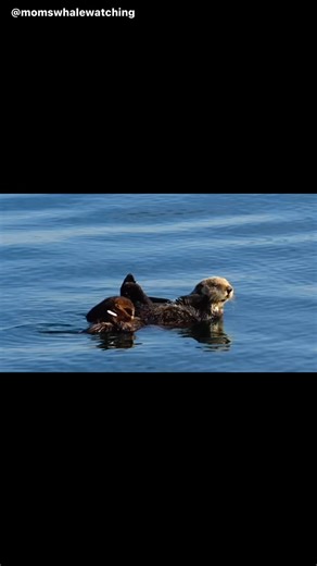 1.6K views · 81 reactions | A southern Sea Otter nursing her newborn pup! | Moms Whale Watching | Facebook