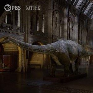 Nature on Instagram: "Sir David Attenborough befriends a giant dinosaur, the Diplodocus. "Museum Alive with David Attenborough" is now streaming on the PBS app."