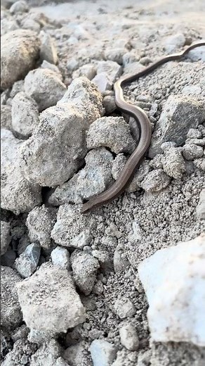 Blindschleiche 🐍