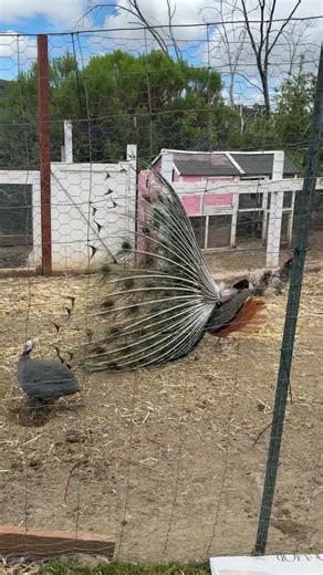 The_Poultry_Princess on TikTok