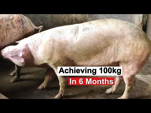 This Feed Formula Will Make Pigs Grow 5x Faster