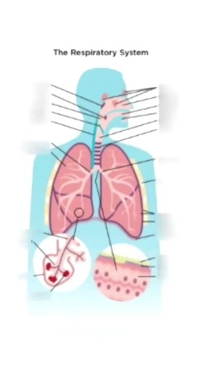 🔥🔥 Important diagrams of Life Processes class 10 Science 🔥🔥🔥