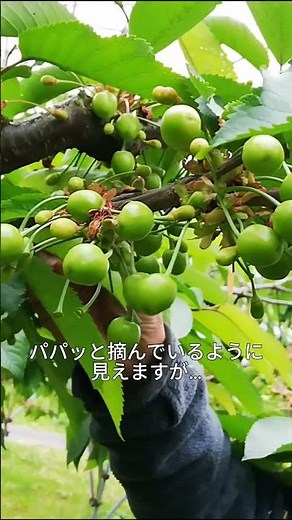 【清川屋のさくらんぼ】生育は平年よりやや早め。今のところ順調です