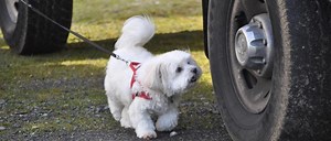 Discover your dog's Super Power!