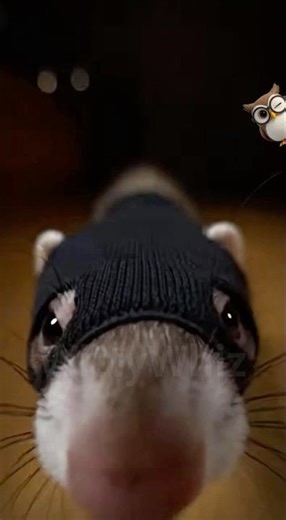 SECRET AGENT FERRET! 🕵️‍♀️🥓