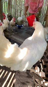 Egg layer breeding 🐓🐔 | Jerome Alconera Aleya