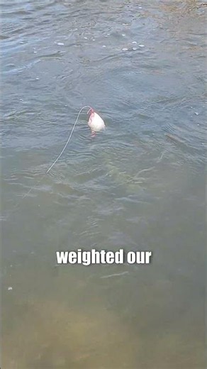 Still Using Bottom Rigs? Swap To A Drift Rig To Cover More Water & Catch More Fish: FATKAT Rigs!