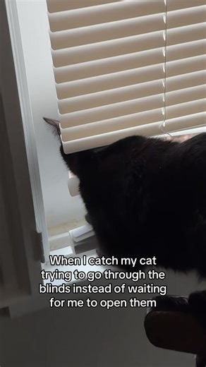 Adventures of a Mischievous Cat and the Blinds