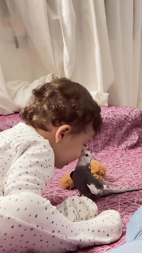 Ninfas bebés: cuidados y comportamiento de los cacatúas ninfas