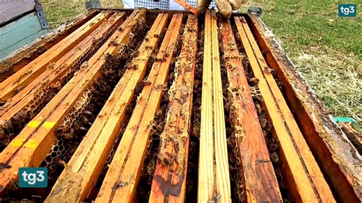 14K views · 644 reactions | La Giornata mondiale delle api La Giornata mondiale delle api. Così utili anche per l'essere umano, ma a rischio di estinzione anche a causa dei cambiamenti climatici. Grazia Leone per il Tg3 delle 19 del 20 maggio 2022 | Tg3 | Facebook