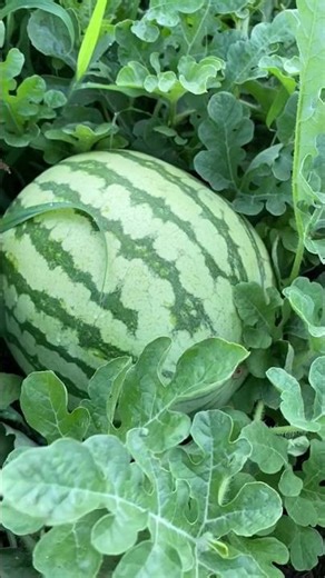Growing different varieties of watermelon