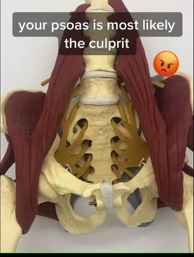 What is the Psoas muscle? and how to release it with Thrival Meat Grinder