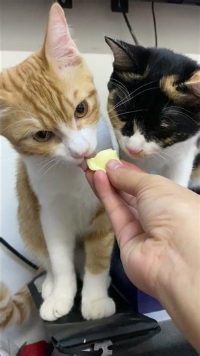 Eating Pudding #cat #cuteanimal #cutecat #pets