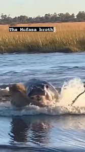 5.2K reactions · 515 shares | "In the heart of untamed Africa, the territorial saga of the hippopotamus unfolds. With resolute might, it safeguards its aqueous realm, showcasing the intricate dance between creature and habitat. A living testament to nature's harmonious balance. 鍊 #TerritorialGuardian #WildlifeWonders #EcoHarmony" | Tanzania Inside and Safari | Facebook