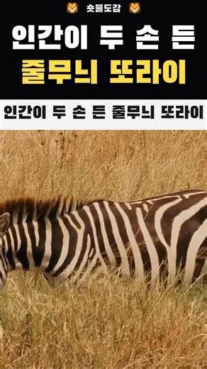 인간이 두 손 든 줄무늬 또라이 #shorts #얼룩말 #동물 #숏물도감 #야생동물 #사바나