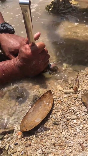 Pufferfish Inflates Like a Balloon|see view