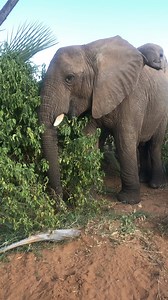 10K views · 562 reactions | Elephants have strong social bonds as shown by these two young elephants from the Royals family, enjoying a meal in Samburu National Reserve.  Giacomo D'Ammando/Save the Elephants #savetheelephants #samburunationalreserve #samburu #conservation #elephant #wildlife #funfact #reel | Save the Elephants | Facebook