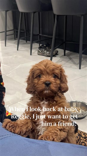 Where did the last 2 and a bit years go! #cavapoo #cavapoopuppy #cavapoosoftiktok