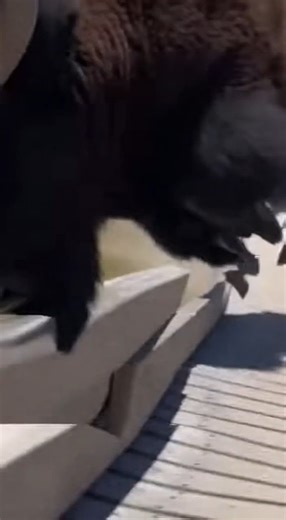 534K views · 5.8K reactions | A trail runner stops dead when a cougar steps onto the path ahead. Tail twitching, it crouches low while the phone trembles in the runner’s hand. Then it launches straight at the camera in one blur of tan and claws. The shot spins into dirt, leaves, and raw panic. #cougar #trailrunning #wildlife #nature #shorts | Wild Animal Encounters | Facebook