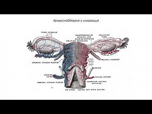 Женска полова система. Яйчник (12:58) ┃teoriyata.com