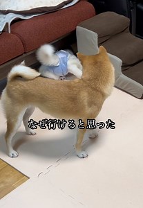 成長記録：シベリアンハスキーの日常