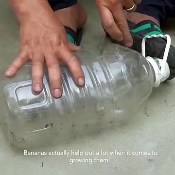 Learn the secret to growing yummy tomatoes 🍅😋 | DIY Balcony Garden