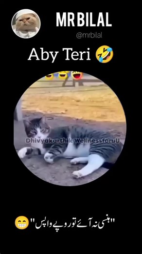 Mr Bilal (@mrbilal_34)’s video of what is a cat fight