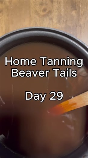 9.8K views · 117 reactions | Home Tanning Beaver Tails - Day 29 End...