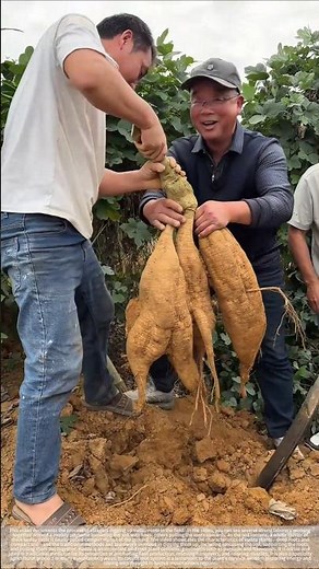 Kudzu root harvest #agriculture #farmers#shorts