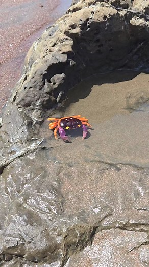 13K views · 395 reactions | Halloween crab 呂 in a tide pool #crab #crabs #beach #playa #marinelife #animals #wildlife #hucksbeachhouse #wildkingdom #animal #nature #wilderness | Heather Smith Outdoors | Facebook