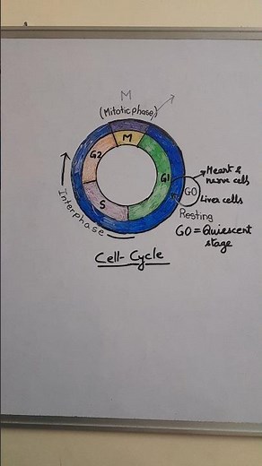 G0 or Quiescent stage of interphase || neet Biology