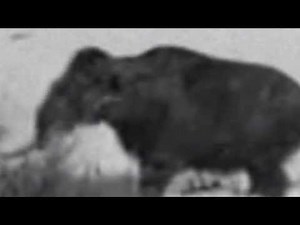 Debunked: 1943 Woolly Mammoth Video