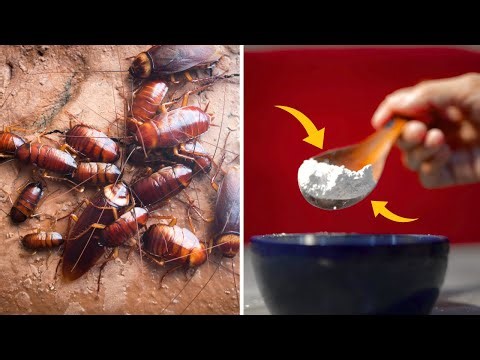 This Kitchen Hack Works Miracles To Get Rid Of Cockroaches Permanently