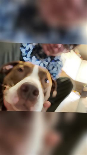 thomas (@thomascraig2009)’s videos with original sound - longleggss