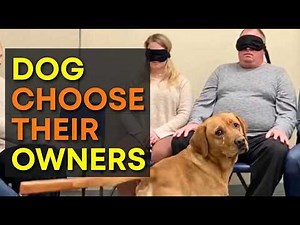 When Dogs Choose No One… 😭 Until a Moment That Melts Your Heart ❤️🐶