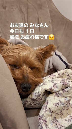 Hai my love 💓 #癒し #元気になる動画 #元気お届け #散歩 #リラックスピアノ #ロイ #可愛い #犬のいる生活 #グレン#cafe #dogs