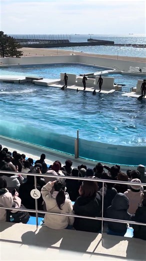 須磨海洋世界 海豚表演