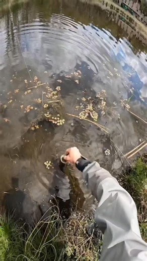 Bass on the fly is worth a try. #bassfishing #flyfishingforbass #bassonthefly #bassflyfishing #fishing #fishingtiktoks #flyfishingtiktoks #basstok #largemouthbass #largemouthbassfishing #bucketmouth #largemouth #largemouthbassin #bassin #bassfish #flyfishdelawhere | Trout Fishing | Facebook