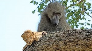 Baboon Adopts and Grooms Lion Cub UNBELIEVABLE!