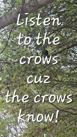 Listen to the crows cuz the crows know! #corvids #crowsknow #bobcats