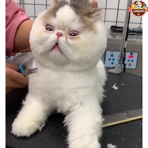 251K views · 4.4K shares | Pet grooming, please Find different points <3 They are lovely  | Cute Pets | Facebook