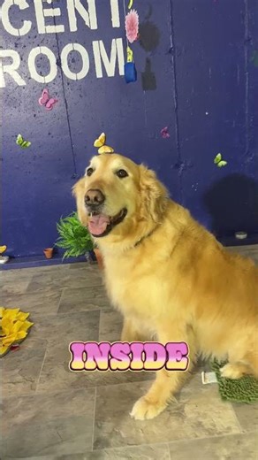 Spring Escape at Unleashed Dog Daycare!
