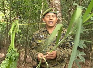 Mga pang survival na halaman -- balinghoy, wild saging, papait at nim tree. | Philippine Jungle Survival by Colonel Dennis Eclarin