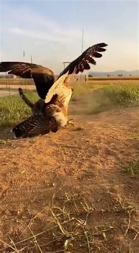 A Hawk Has the Rabbit—Then the Cat Crashes In! #cat #animalrescue #viralshorts #fyp #hawk #trending