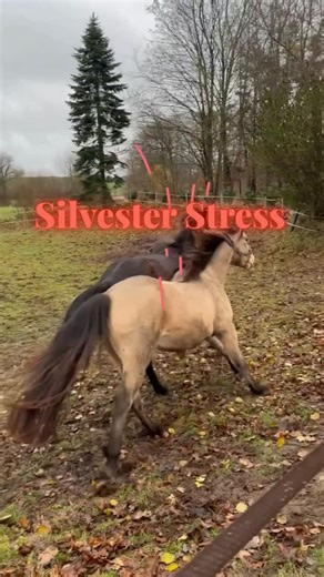 Janna Strehlau | 👁️ Pferdeaugen als Fenster zur Gesundheit on Instagram: "🎇 Silvester – meine wichtigsten Vorbereitungen fürs Pferd 🎇 Stress reduzieren fängt früh an: 1. Verdauung unterstützen • Magenwohl by Janna oder Magen Nr. 2 (Krauterie) – beruhigend & schützend → Code JannaKraut5 • Baldrianwurzel (mind. 10 Tage vorher anfangen) • Frisch geschrotete Leinsamen → Omega-3 & Schleimstoffe • Basisch füttern: Luzerne Elmengrunder (Code Irisdiagnose05) / Timothy-Heucobs • Rosenwurzwurzelsaft → 
