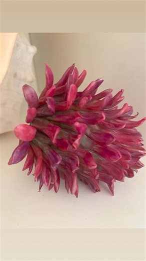 1.4K views · 26 reactions | Oversized Red Clover Flower. 10cm x 10cm Translucent Cosclay, Pigment, Cosclay Sealer and Acrylic Ink. | Polymer Clay Tutor | Facebook