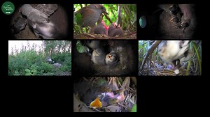 74K views · 584 reactions | Have you ever wondered why animals shouldn't have video chats? Well... here you go...  #Springwatch  | BBC Springwatch | Facebook