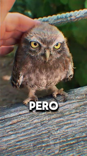 Secretos Sorprendentes del Búho 🦉✨