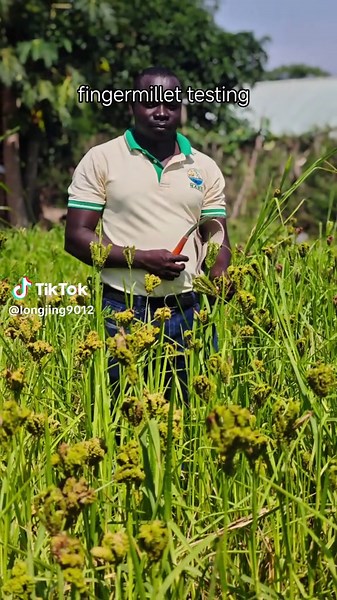 different fingermillet variety testing#uganda #millet #FAO