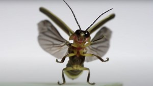 Slow-Mo Videos Capture Flying Insects' True Beauty